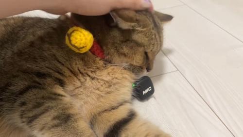 なでなで