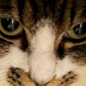 来客に驚いて逃げた猫→様子を見に行くと…『まさかの場所』に入っていた光景に「ほぼ出てるｗｗ」「大丈夫、見えてないよｗ」と爆笑の声続出