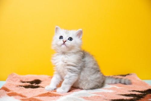 お座りしているミヌエットの子猫