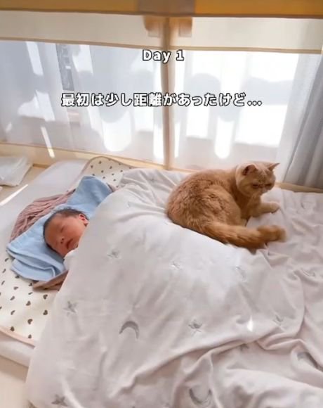 青い枕で眠る赤ちゃんの左側で背を向け横になる猫
