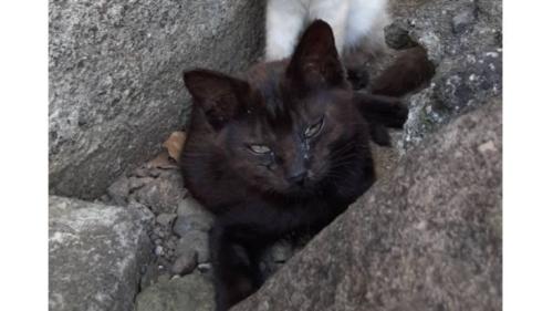 外にいる猫