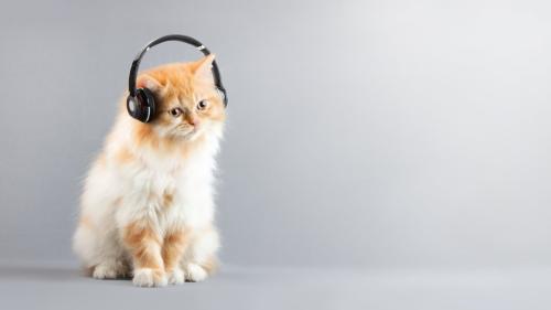 イヤホンする猫