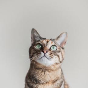 猫が思わず耳を傾ける『大好きな音』4つ　聞き入ってしまう理由や好む音の特徴も解説