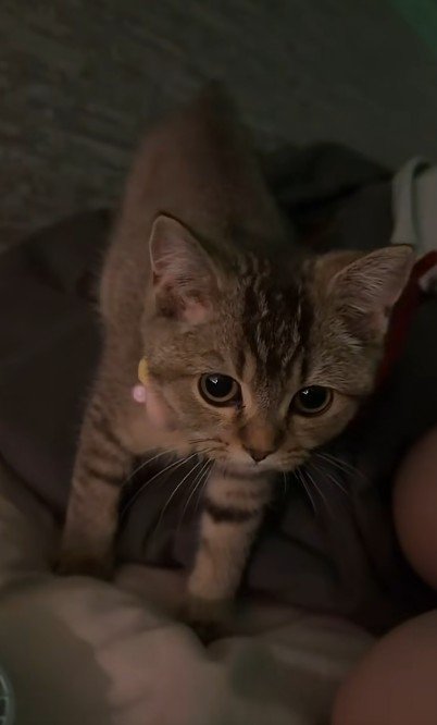 近寄ってくる子猫
