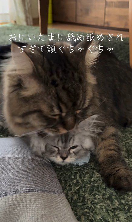 子猫を毛づくろいする猫