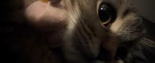 近づいてくる子猫