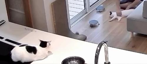 見つめる猫
