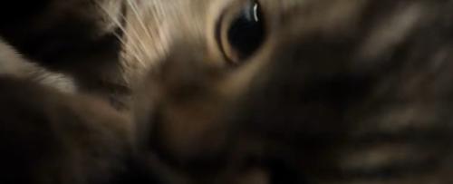 近づいてくる子猫