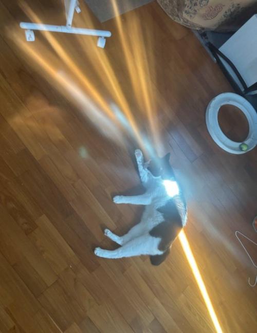 猫が光を発射