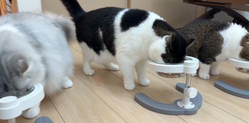 ごはんを食べる3匹の猫