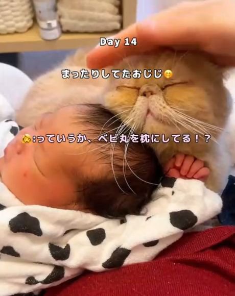 眠る赤ちゃんの頭に顔を寄せ、頭をなでられている猫