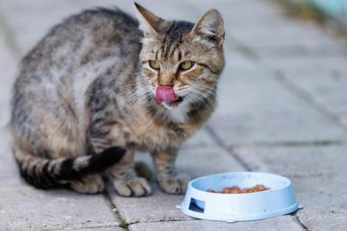 鼻を舐める猫