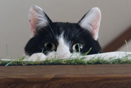 上から覗く猫