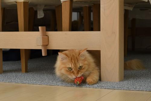おもちゃをくわえる猫
