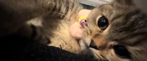 横になっている子猫