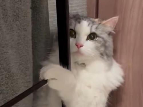 目をウルウルさせた猫の顔のアップ
