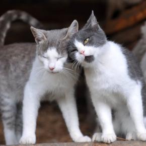 『発情期』を迎えている猫がする仕草4つ　オス・メスの違いや接し方のポイントも
