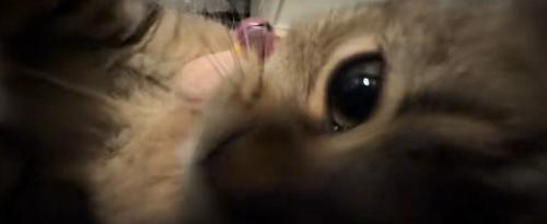 近づいてくる子猫
