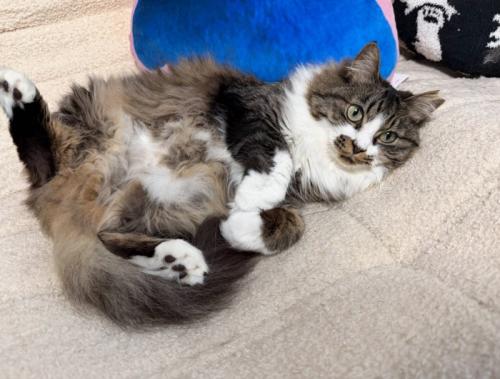 ソファで仰向けに寝転がる猫