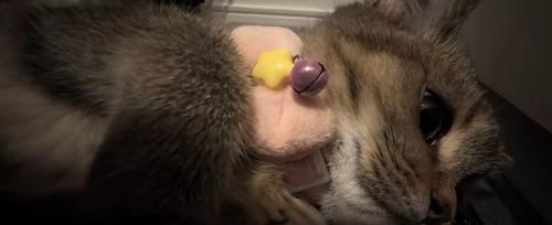 横になっている子猫