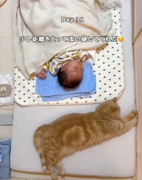 赤ちゃんの頭側で横になり伸びて猫