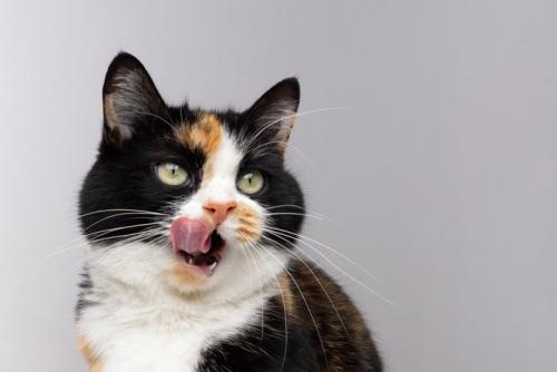 鼻を舐める三毛猫