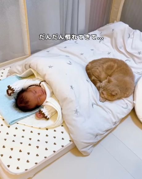バンザイして眠る赤ちゃんの足元で丸くなる猫