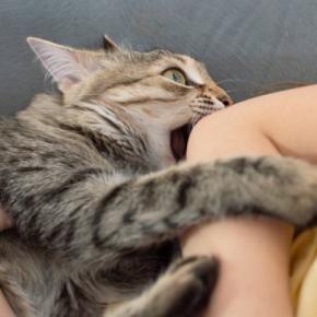 猫に『本気で噛まれる』のが危険な理由3選　油断できない理由や噛まれたときの対処法