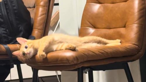 椅子に寝そべる猫