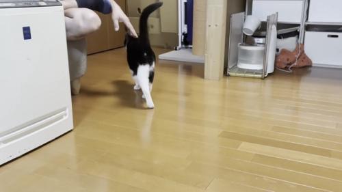 お父さんの足にじゃれる猫の写真4