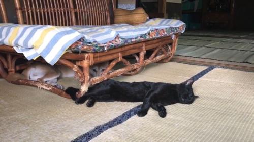 寝転ぶふたり