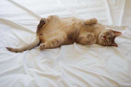 ヘソ天でゴロゴロしている猫
