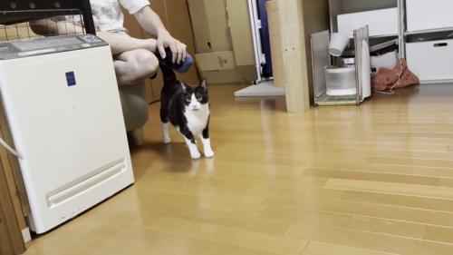 お父さんの足にじゃれる猫の写真3