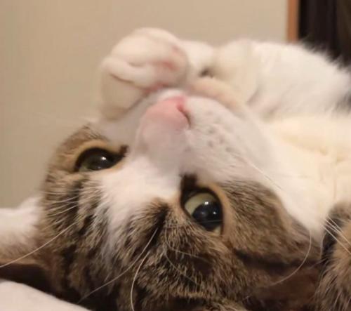 顔に前足をくっつけてボーッとしている猫