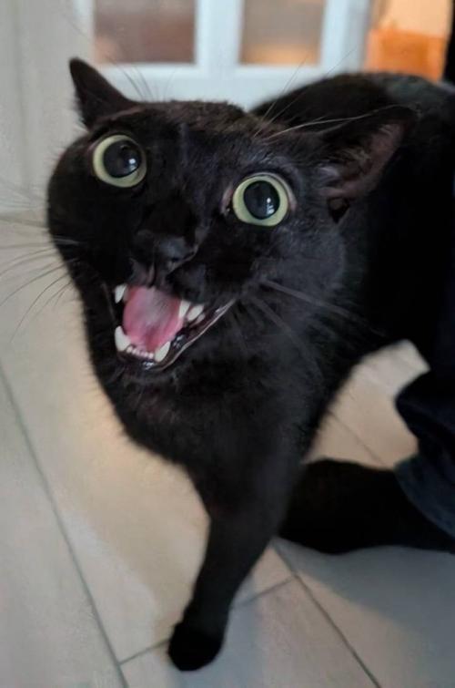 目を開いて耳を横に倒し、ペットシッターを見つめる猫
