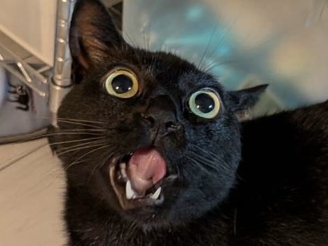目と口を大きく開いて上を見上げる猫