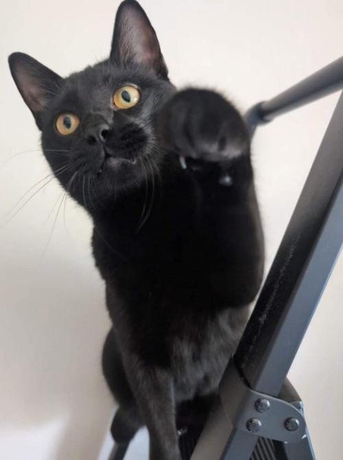 前足を出す猫