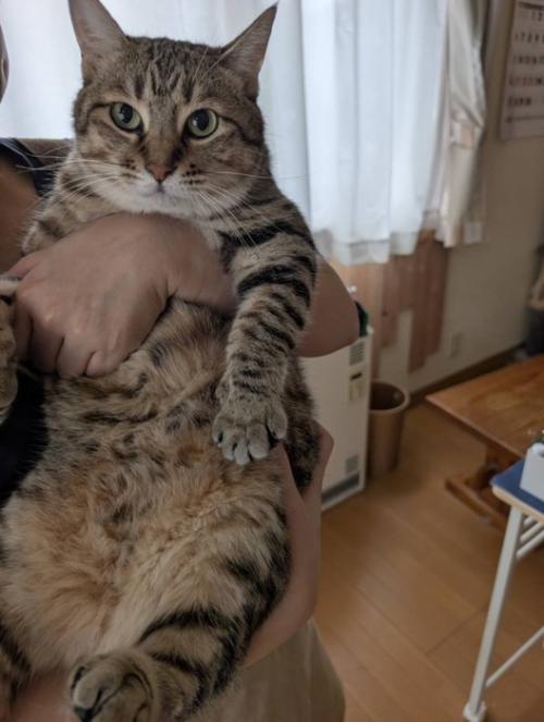 奥様に抱っこされるキジトラ猫