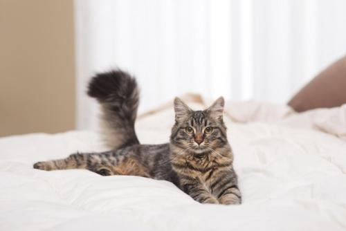 ベッドでくつろぐ猫