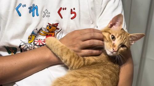 抱っこされている猫
