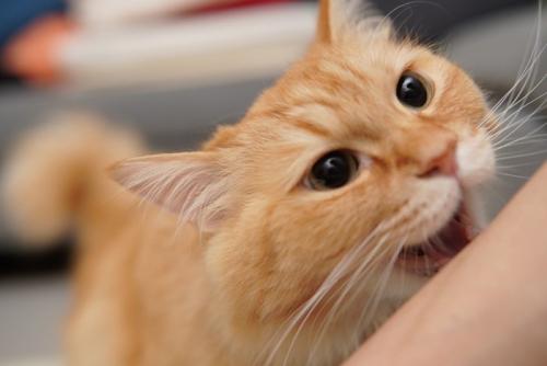 人の腕を噛もうとする猫
