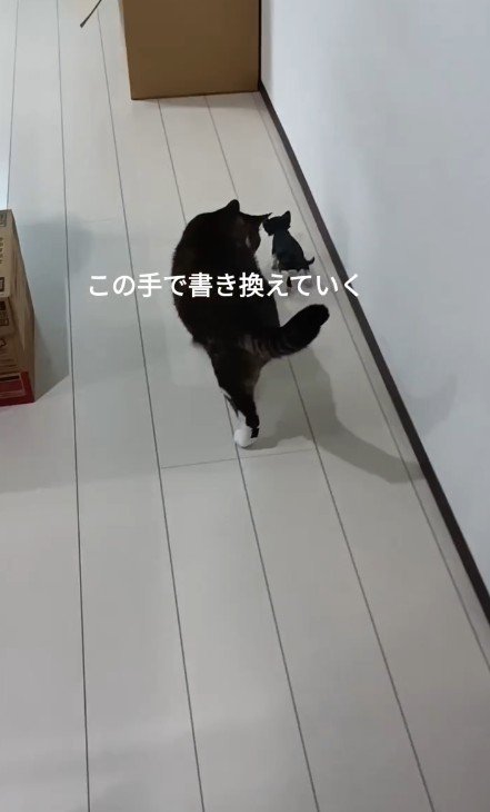 子猫を追う猫