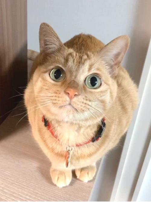 見つめてくる猫