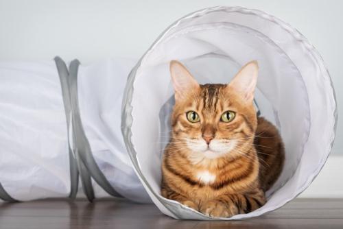 トンネルで遊ぶ猫
