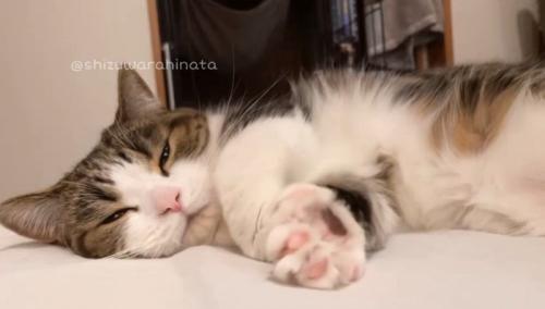 寝転がって、前足を伸ばす猫