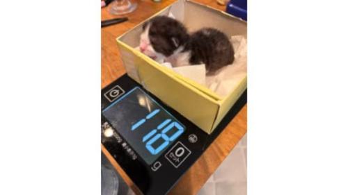 箱に入っている子猫