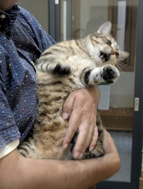 旦那様に抱っこされるキジトラ猫