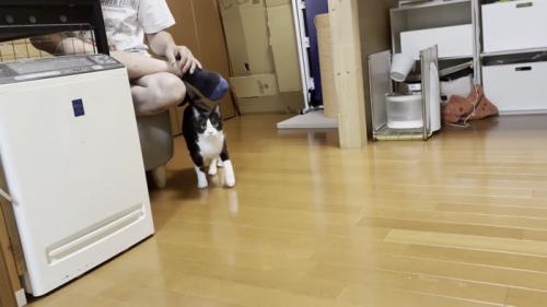お父さんの足にじゃれる猫の写真2