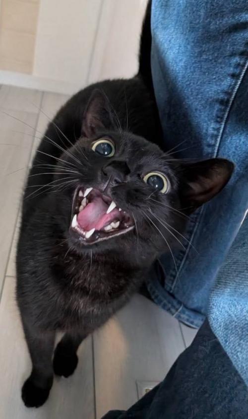 ペットシッターの足元にすり寄る猫