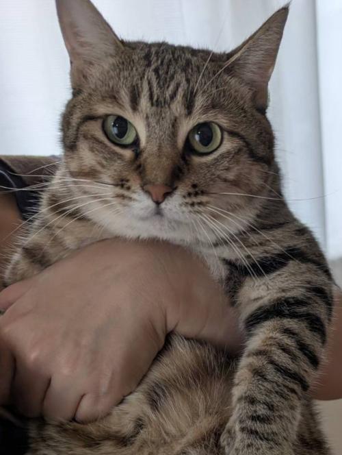 奥様に抱っこされて得意げな表情のキジトラ猫